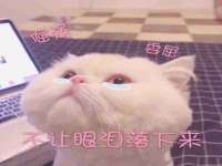 成都隆艺网络科技工作室