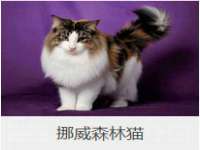 成都隆艺网络科技工作室