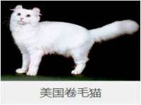 成都隆艺网络科技工作室