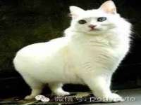 成都隆艺网络科技工作室