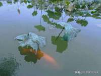成都隆艺网络科技工作室