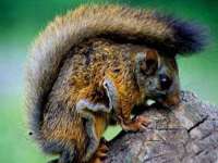 成都隆艺网络科技工作室